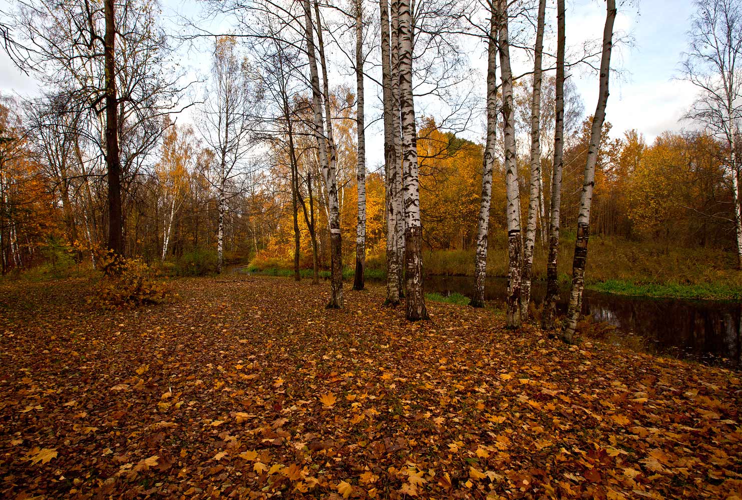 КАК МОЛЧАТ СЕЙЧАС В ЛЕСУ БЕРЁЗЫ