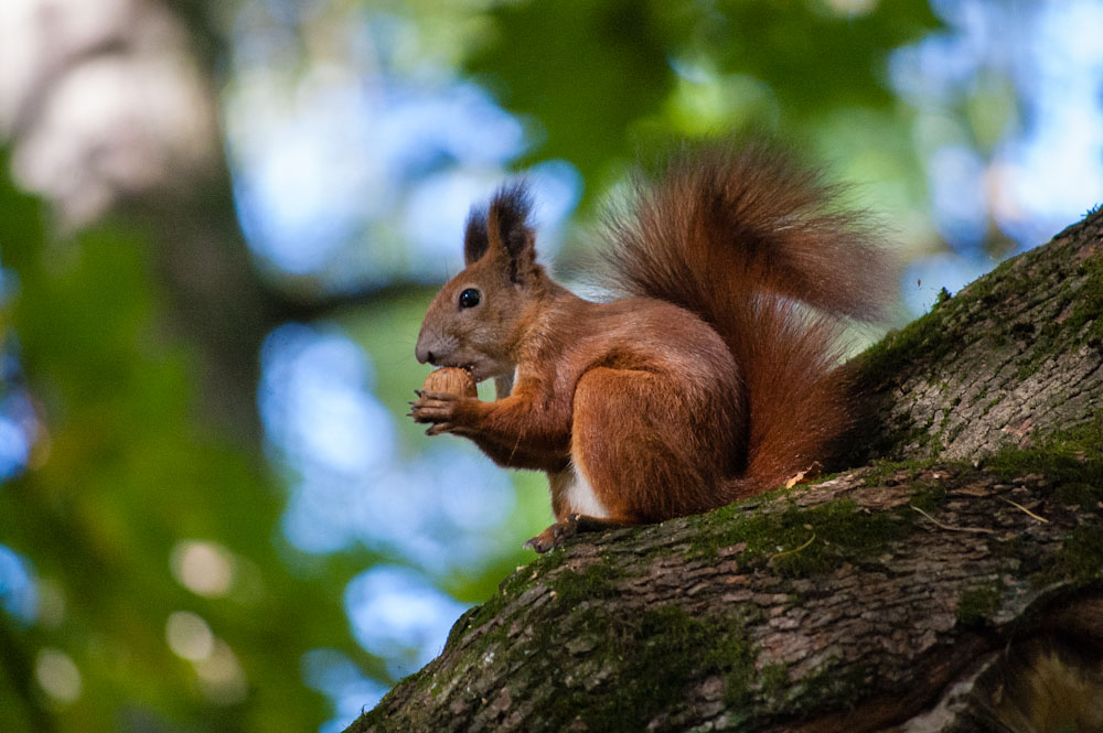 yet another squirrel