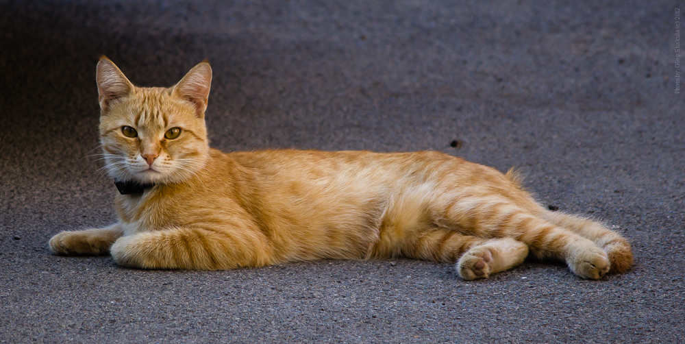 Кот-фотомодель