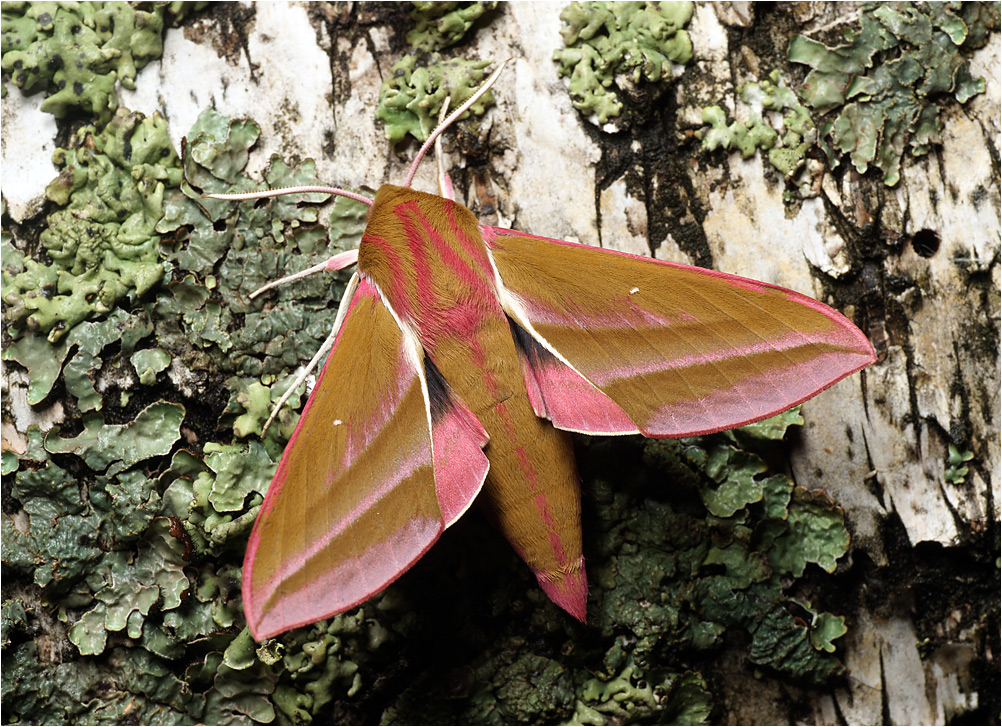 Deilephila elpenor