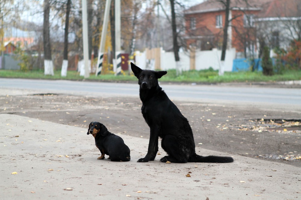 Вселенские собачки