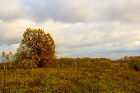 Подмосковье осеннее