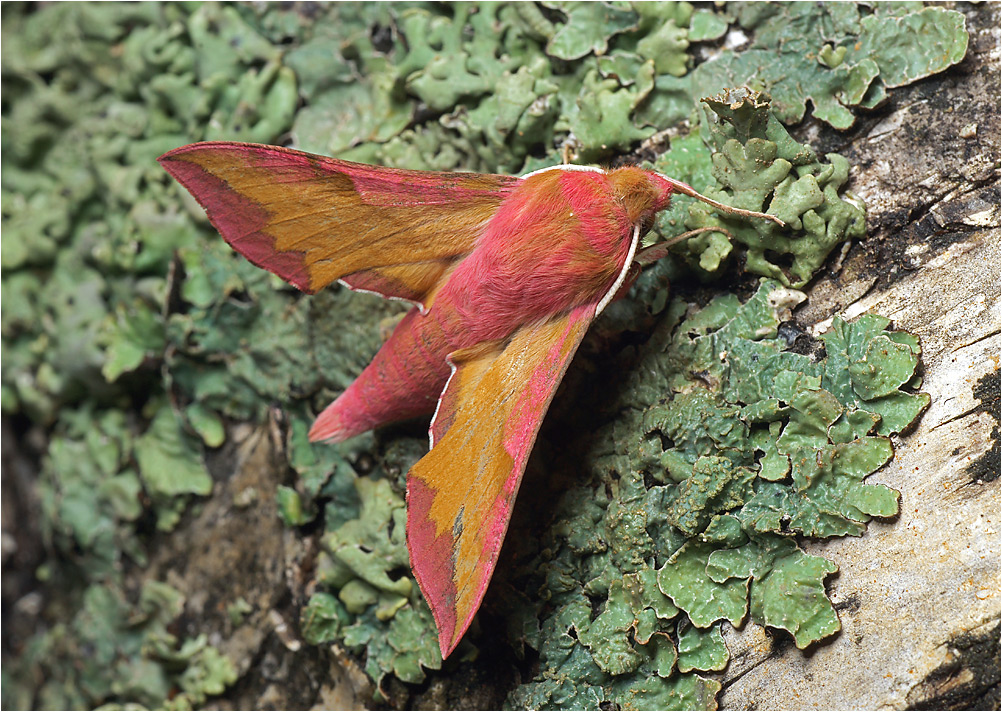 Deilephila porcellus