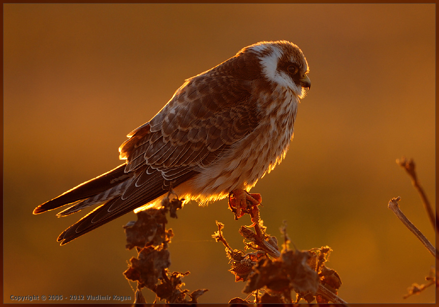 Red-Footed Falcon: в лучах заката