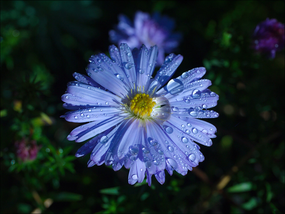 Blue beauty