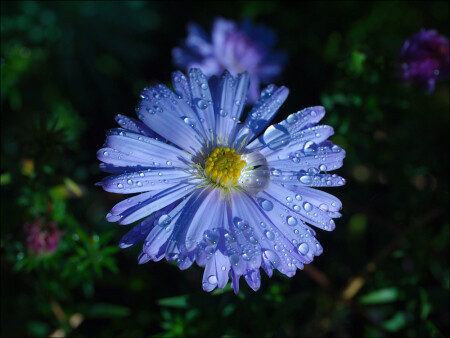 Blue beauty