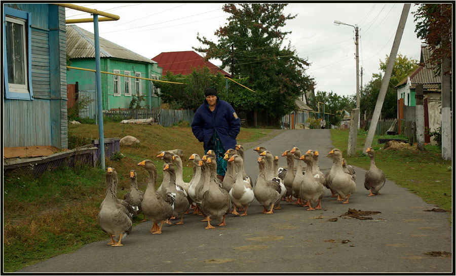 Гуси