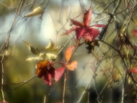 Осенняя лоза