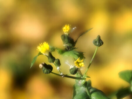 Последний одуванчик.