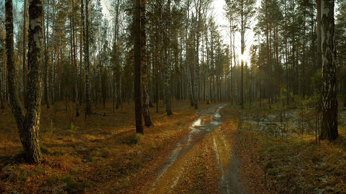 В осеннем лесу