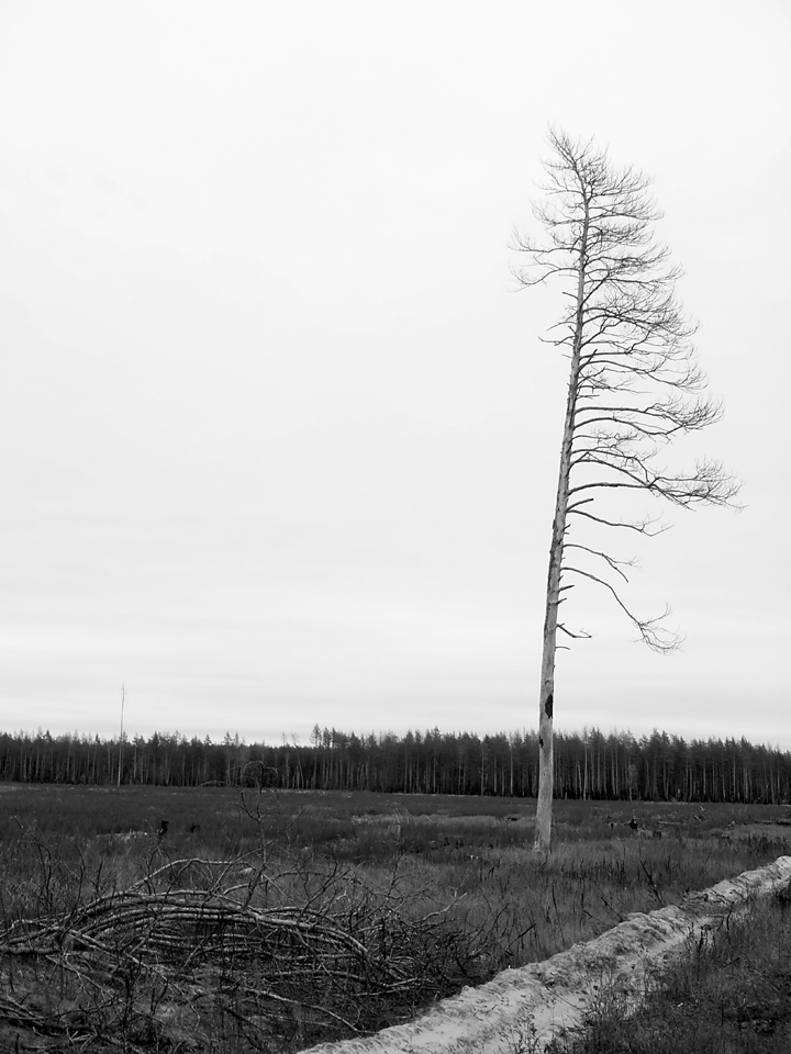 Останец. Лес горел.