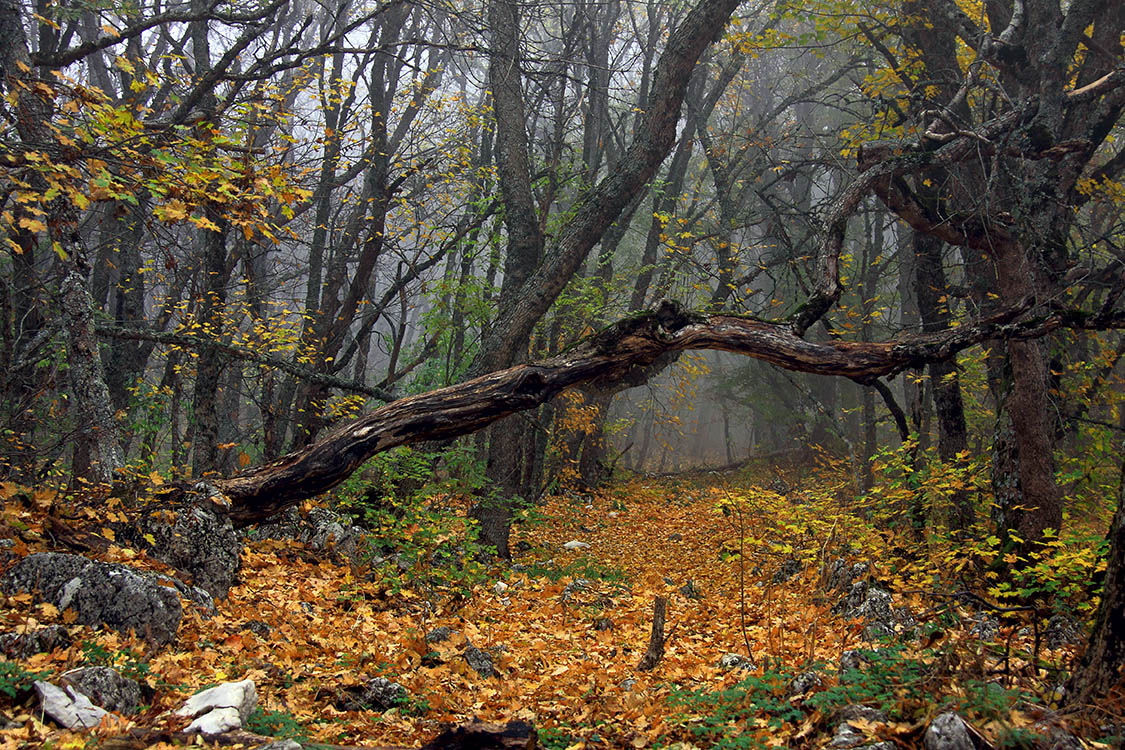 Октябрский крымский лес