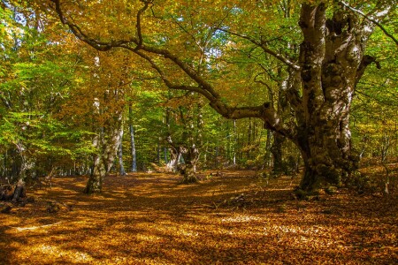 &amp;quot;Буковая поляна&amp;quot; Чатыр-Даг