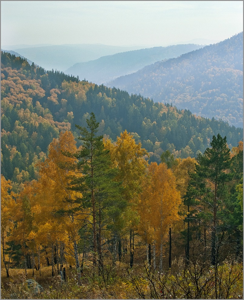 сентябрьский лес