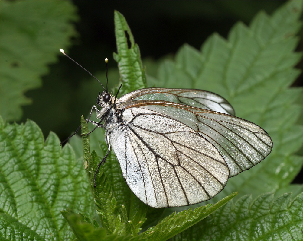 Aporia crataegi