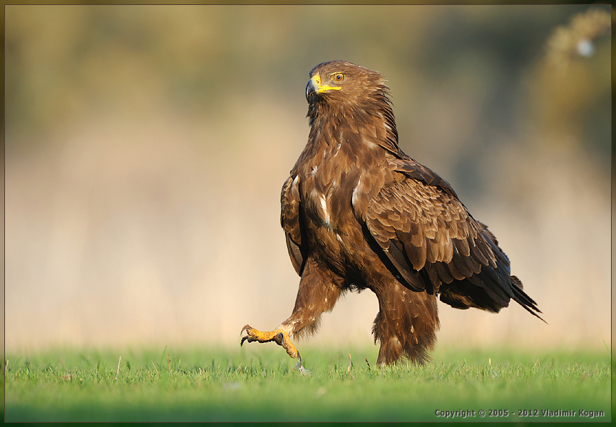 Greater_Spotted Eagle: важной походкой