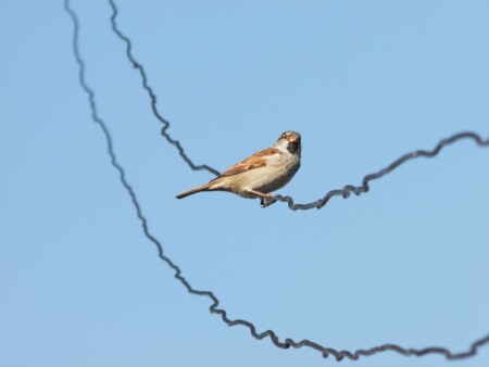 однофазный