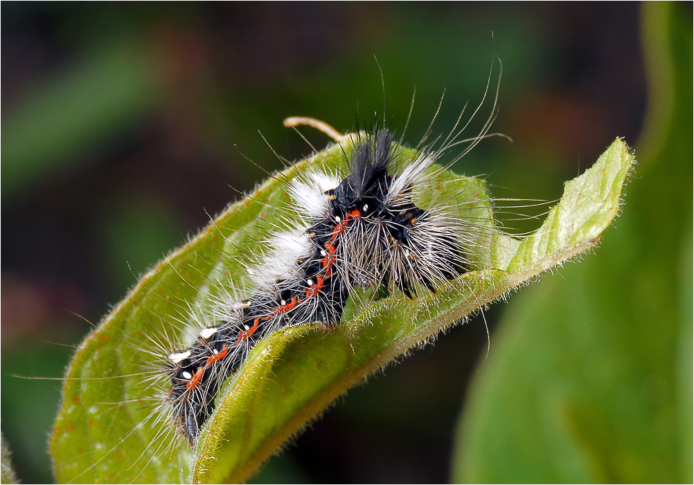 Acronicta rumicis