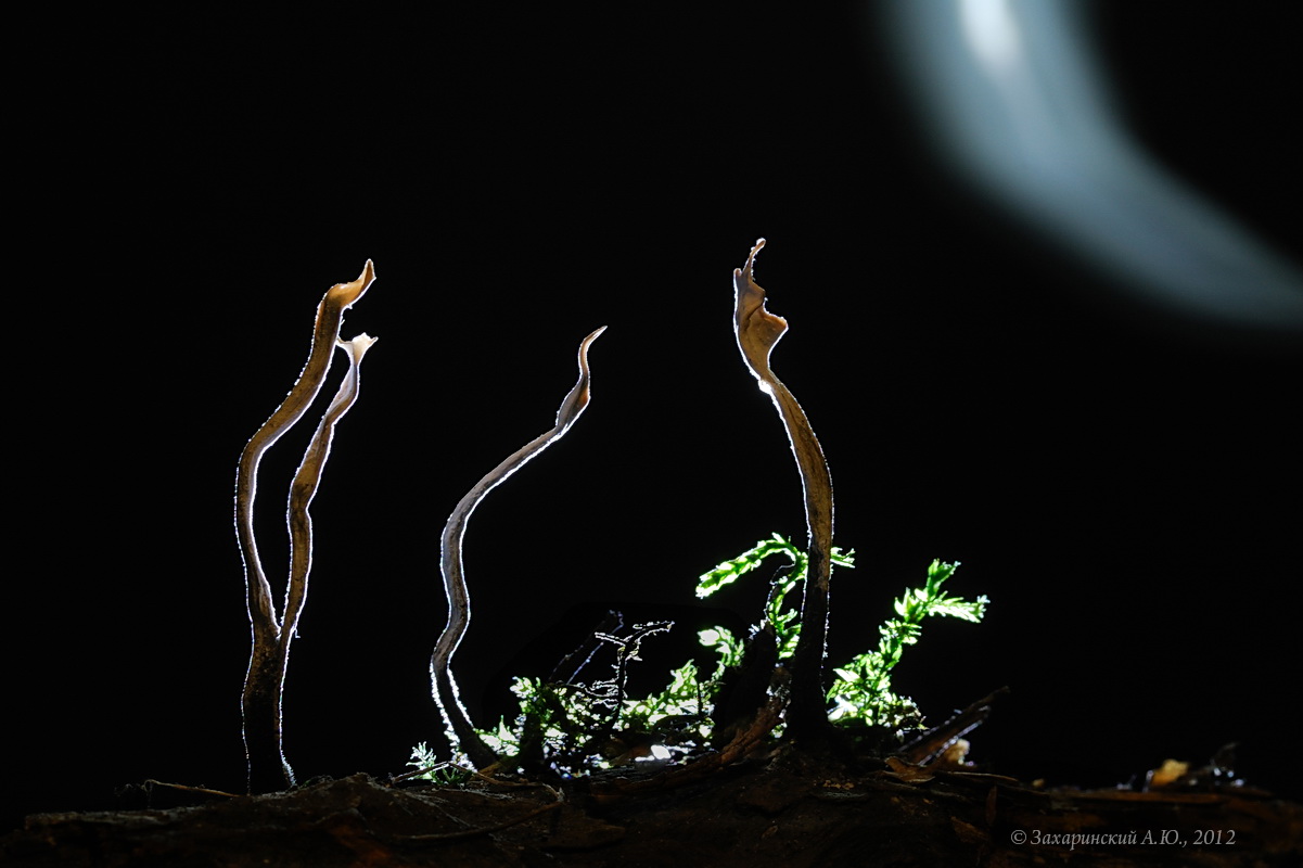 Знамение Ксилярии гипоксилон (Xylaria hypoxylon)