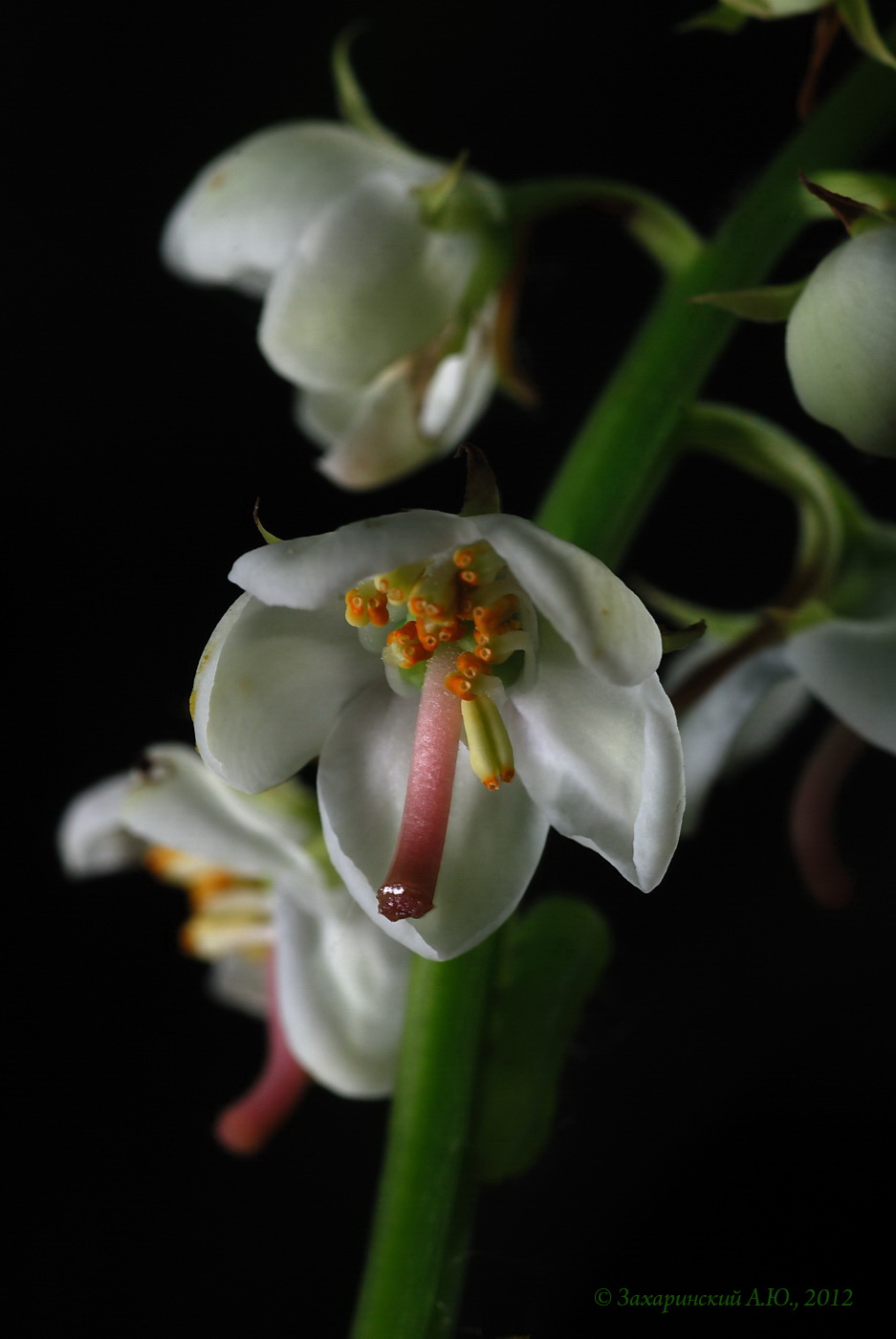 Грушанка круглолистная - Pyrola rotundifolia