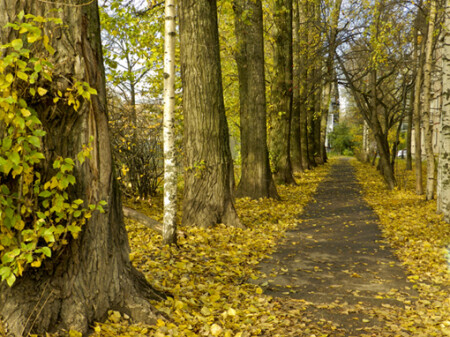 Осенняя аллея