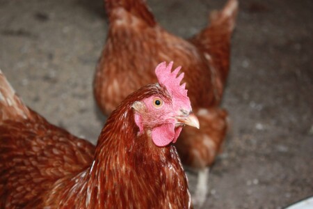 Домашнее хозяйство