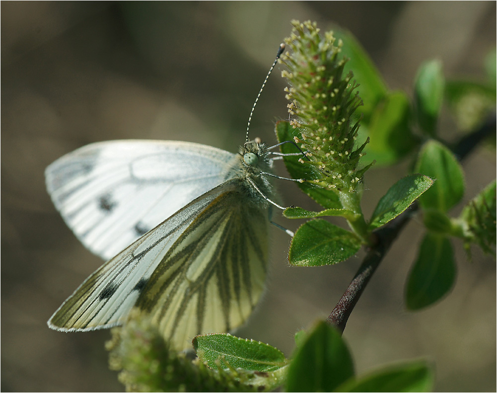 Pieris napi