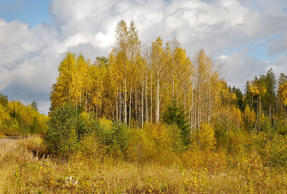 Краски