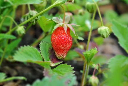 Королева ягод...