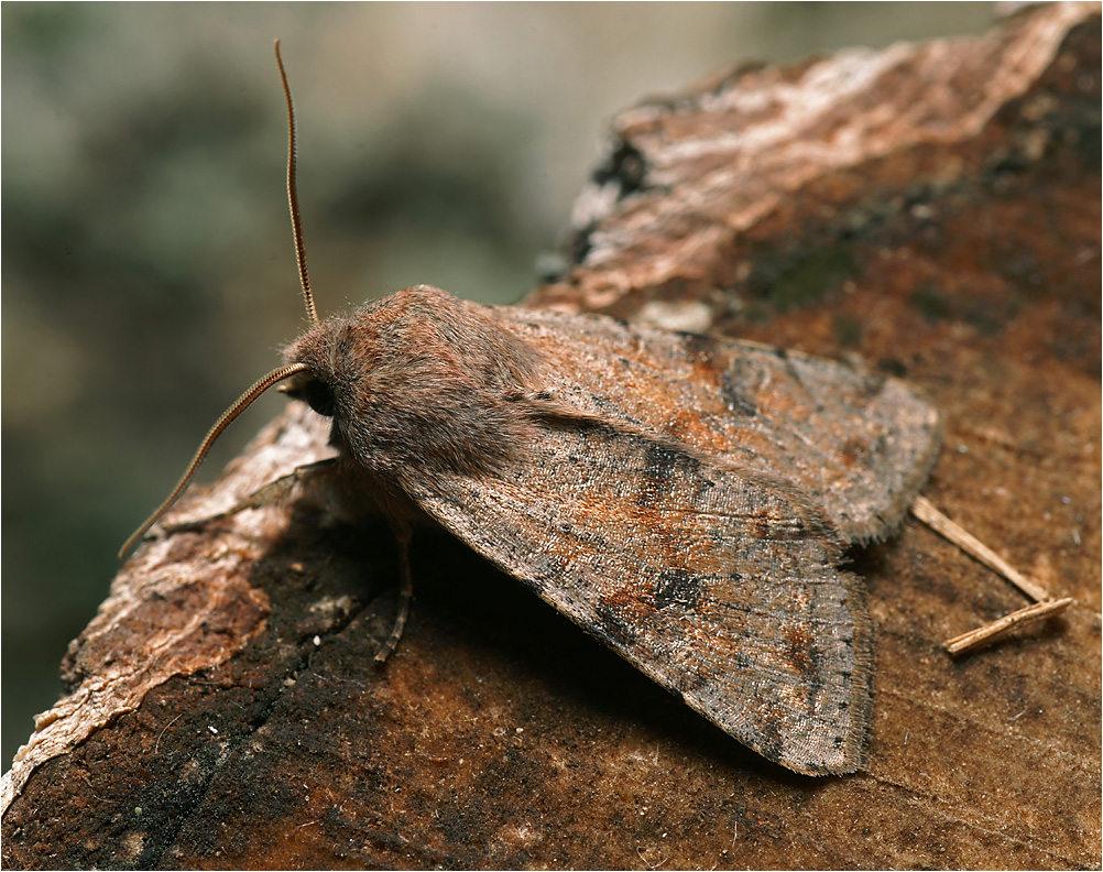 Orthosia incerta