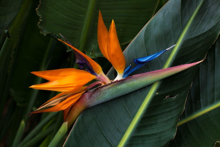 Bird of Paradise