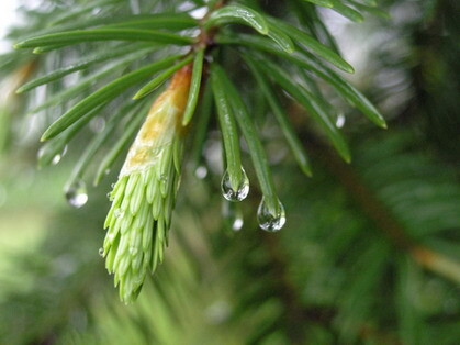 после дождя1