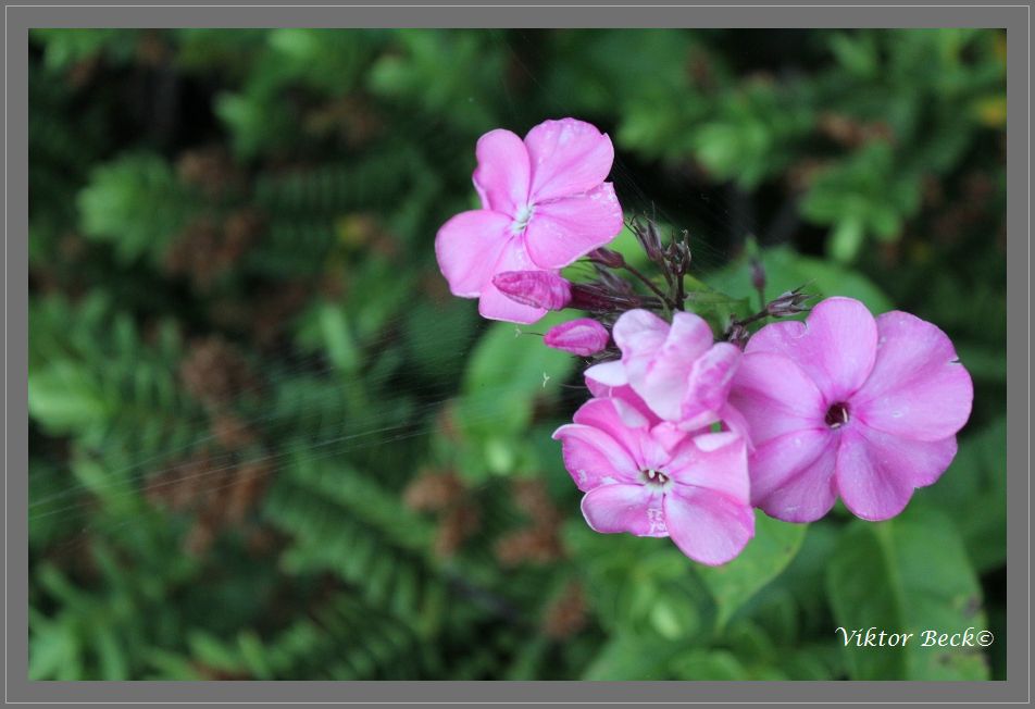 Flower web