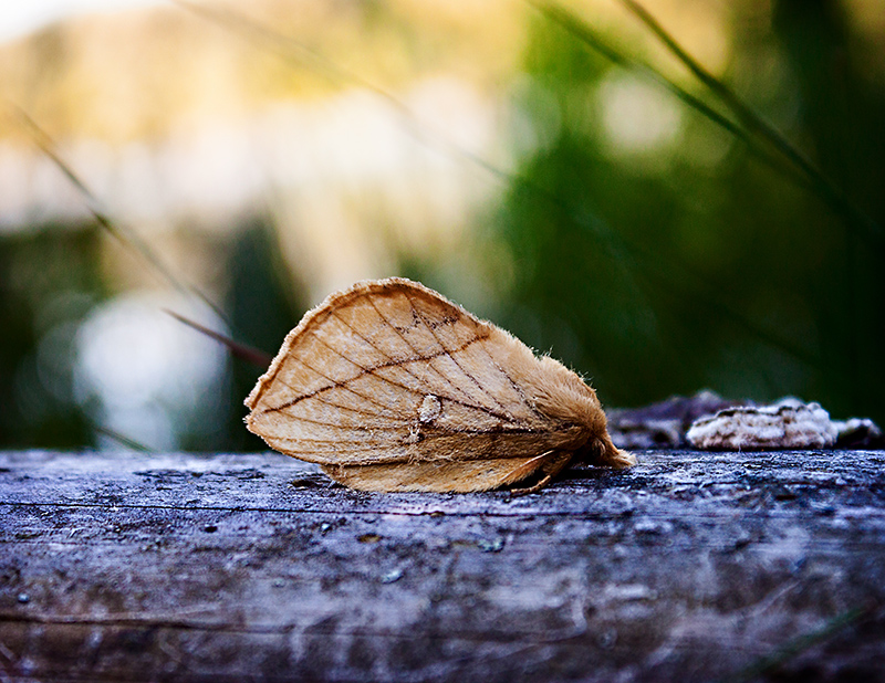 butterfly moth