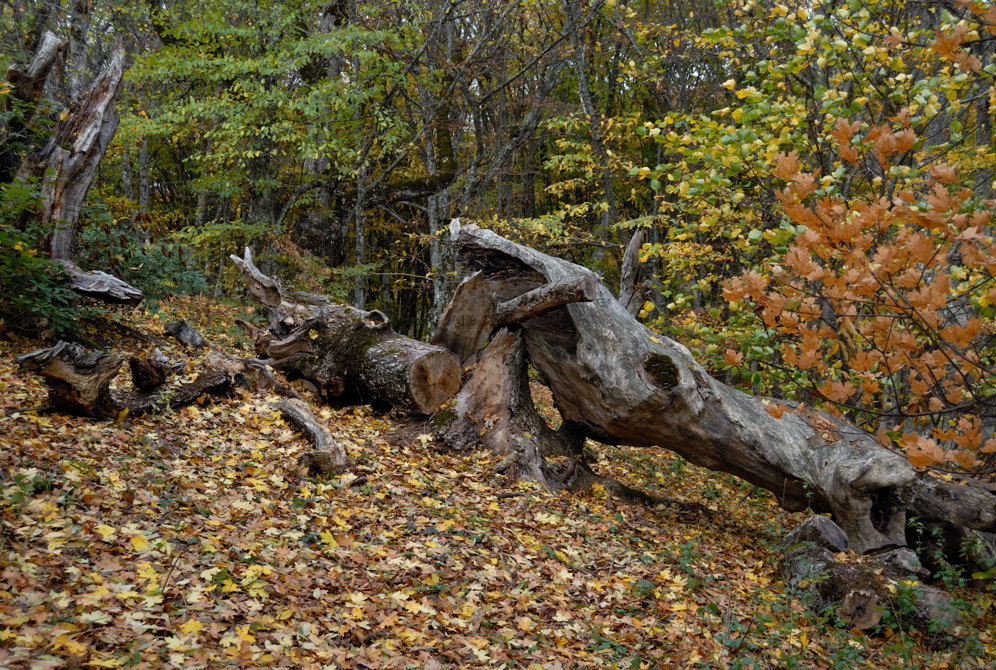 В осеннем лесу_