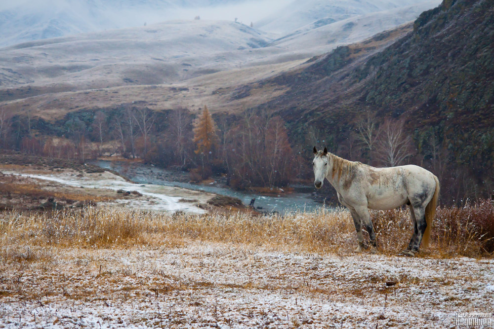 Пейзаж с лошадью.