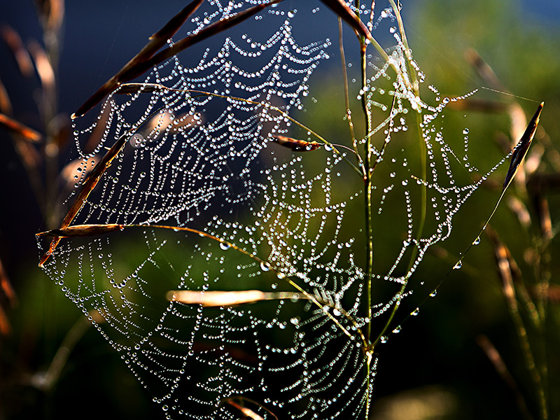 Morning dew