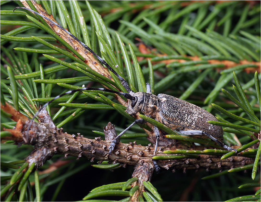 Monochamus galloprovincialis