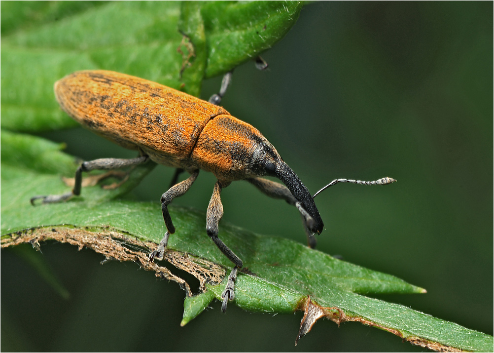 Lixus iridis