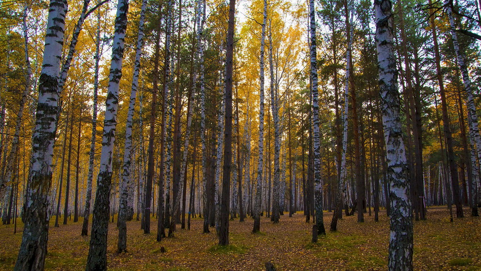 краски осени