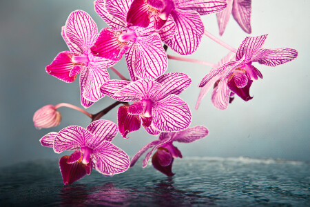 Little kolibri orchid 2