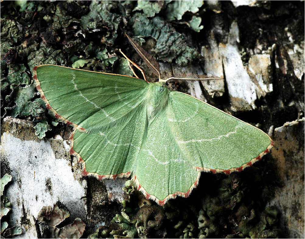 Thalera fimbrialis