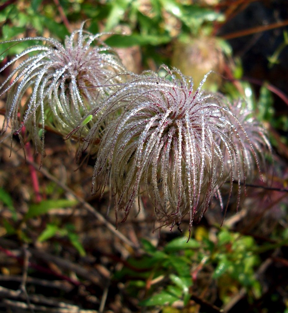 Clematis tibetana