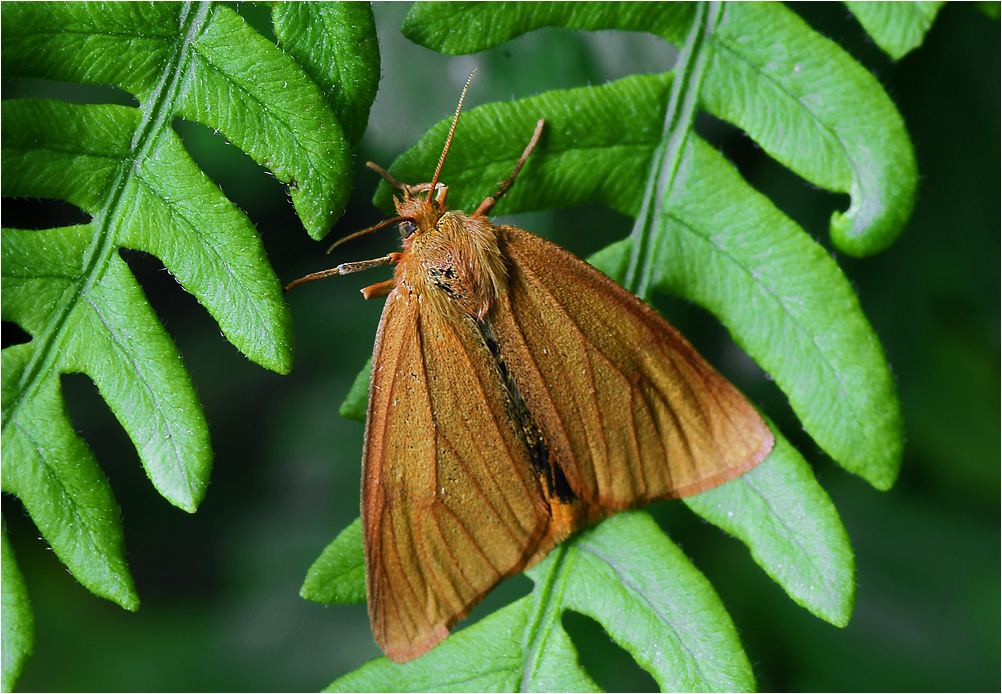 Diacrisia sannio