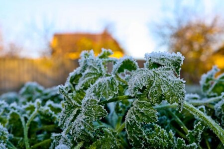 Утро во дворе