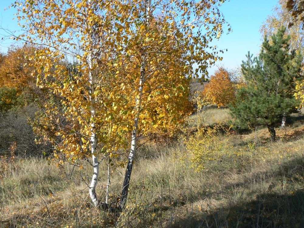 Осень пришла