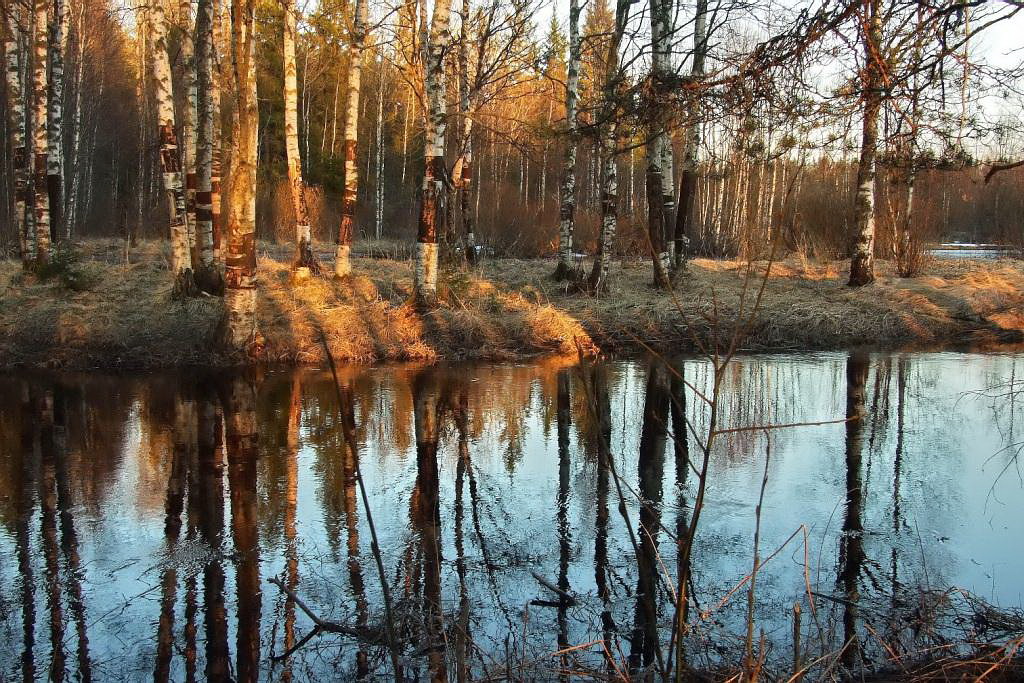 Вечер, река, закат, березы