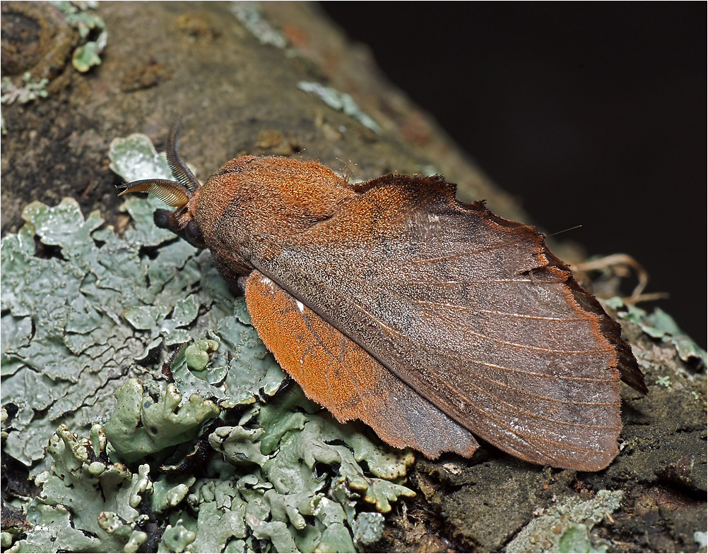 Gastropacha quercifolia