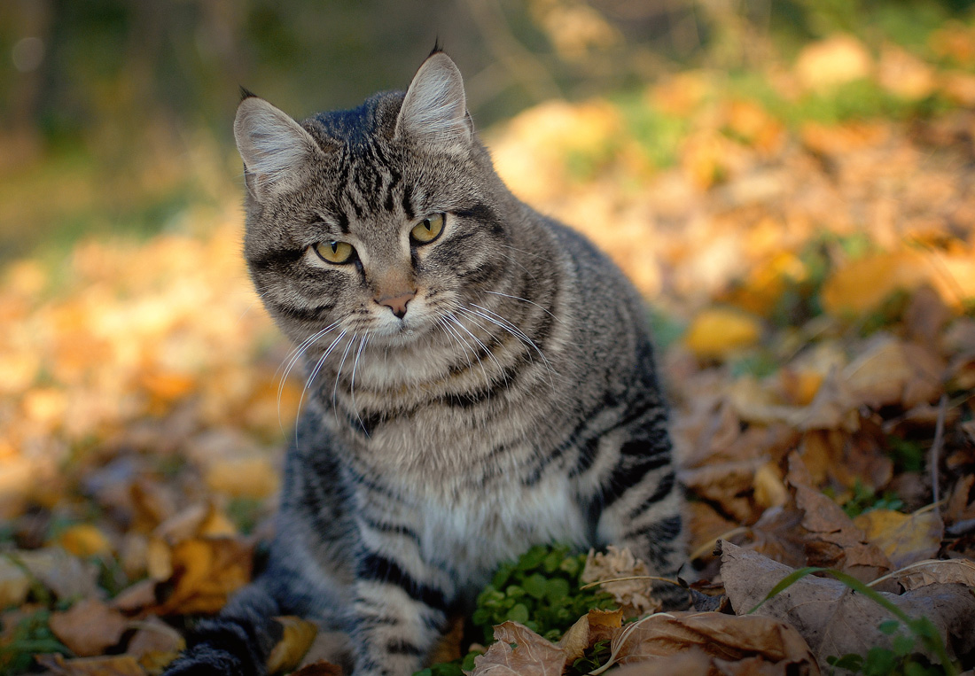 Осенний Кот