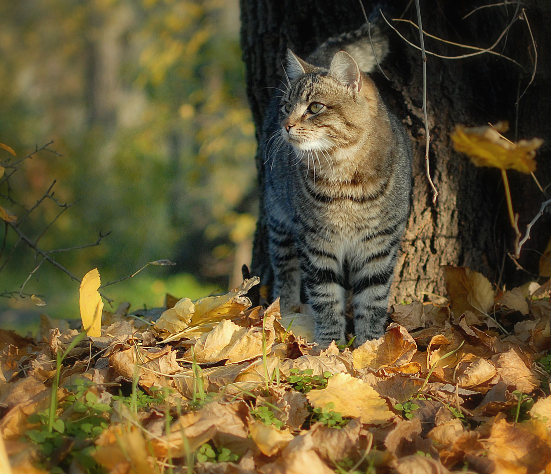 кошачья осень